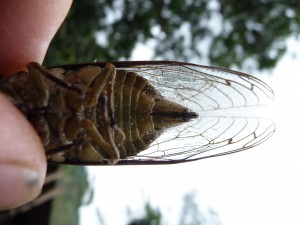 P1090593
