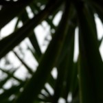 P1090172 P1090172